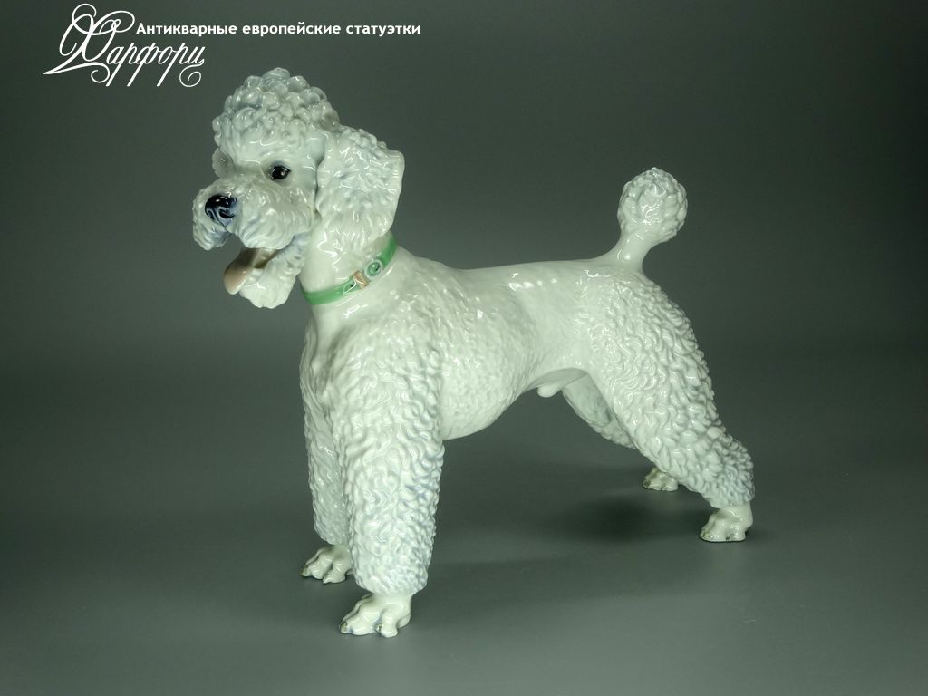 Купить фарфоровые статуэтки Rosenthal, Белый пудель, Германия